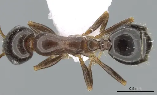 Monomorium creticum specimen