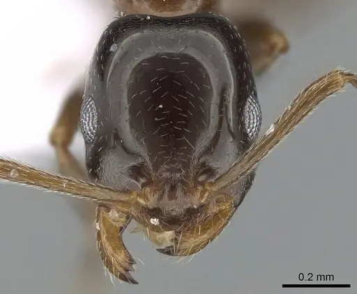 Monomorium creticum specimen