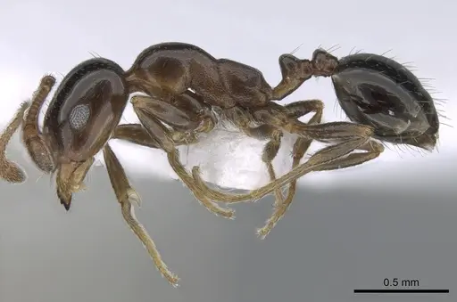 Monomorium creticum specimen