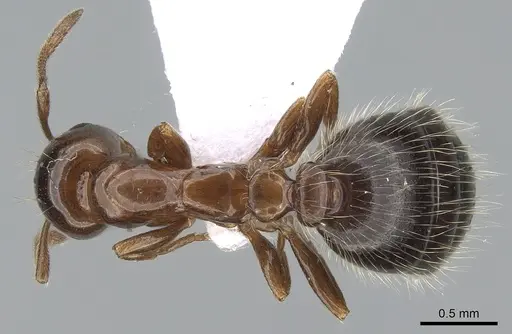Monomorium creticum - CASENT0281549