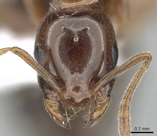 Monomorium creticum - CASENT0281549