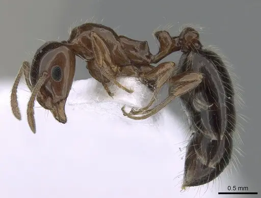 Monomorium creticum - CASENT0281549