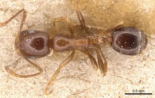 Monomorium creticum - CASENT0904603