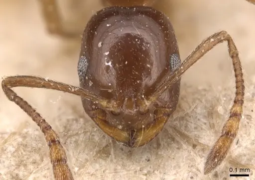 Monomorium creticum - CASENT0904603