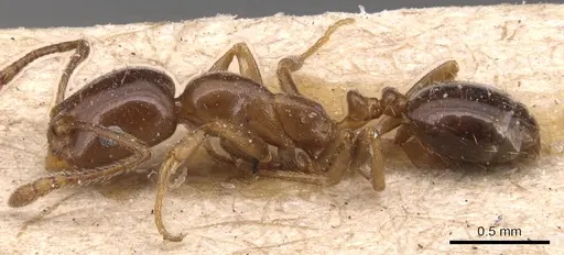Monomorium creticum - CASENT0904603