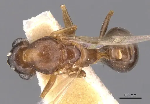 Monomorium creticum - CASENT0904612