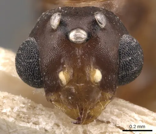 Monomorium creticum - CASENT0904612