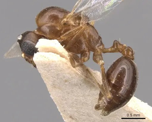 Monomorium creticum - CASENT0904612