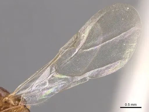 Monomorium creticum - CASENT0904612