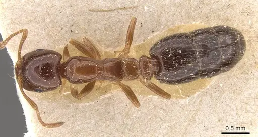 Monomorium creticum - CASENT0908775