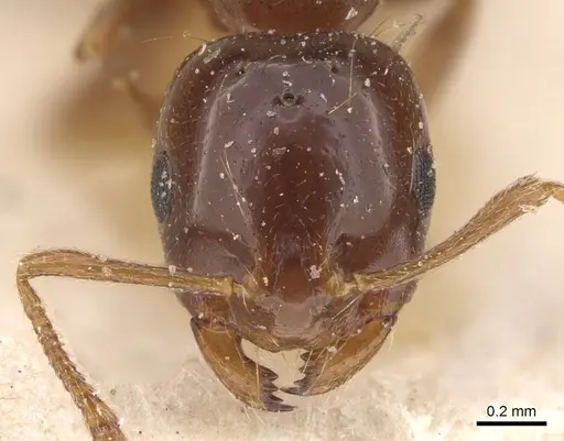 Monomorium creticum - CASENT0908775