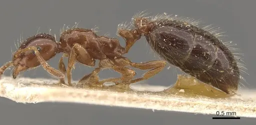 Monomorium creticum - CASENT0908775