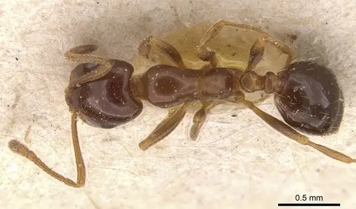 Monomorium creticum - CASENT0908776