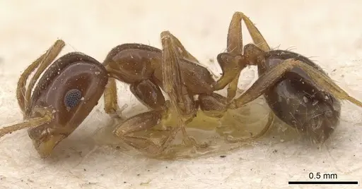 Monomorium creticum - CASENT0908776