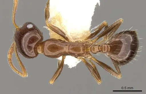Monomorium creticum - CASENT0914316