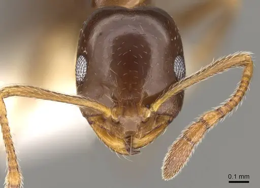 Monomorium creticum - CASENT0914316