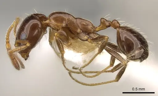 Monomorium creticum - CASENT0914316