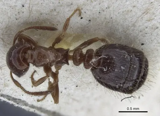 Monomorium creticum - CASENT0916612