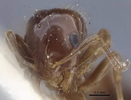 Monomorium creticum - CASENT0916612