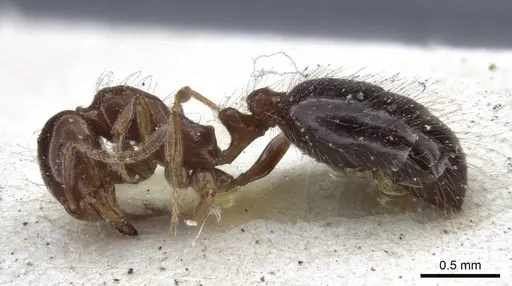 Monomorium creticum - CASENT0916612