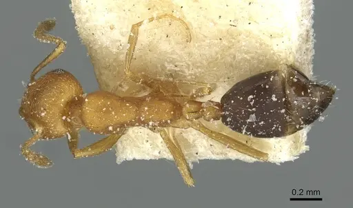 Monomorium dakarense specimen