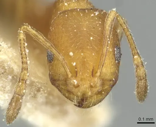 Monomorium dakarense specimen