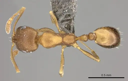 Monomorium damarense specimen