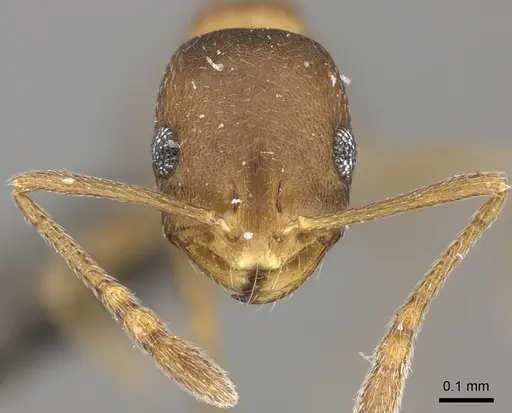 Monomorium damarense specimen