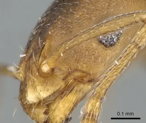 Monomorium damarense specimen