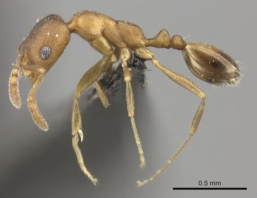 Monomorium damarense - CASENT0235922