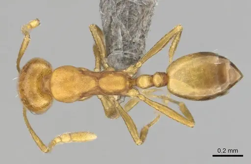 Monomorium damarense - CASENT0256697