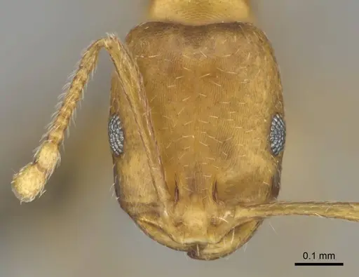 Monomorium damarense - CASENT0256697