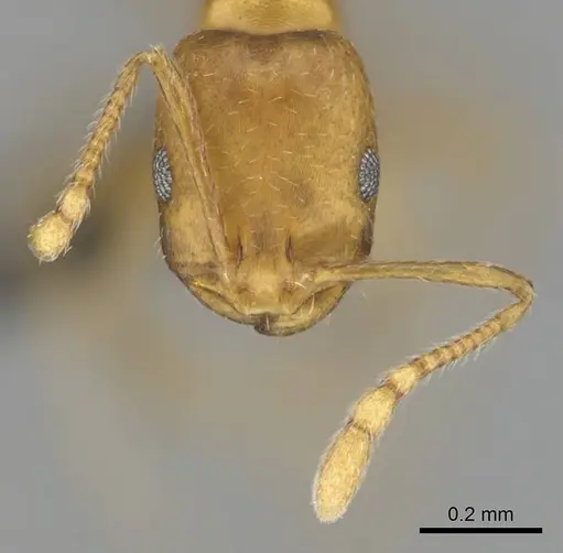 Monomorium damarense - CASENT0256697