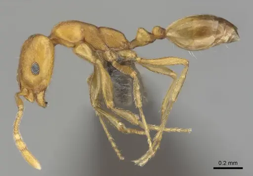 Monomorium damarense - CASENT0256697