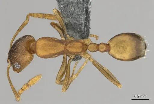 Monomorium damarense - CASENT0258370