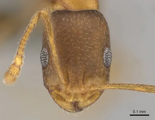 Monomorium damarense - CASENT0258370