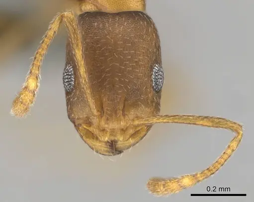 Monomorium damarense - CASENT0258370