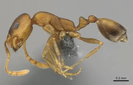 Monomorium damarense - CASENT0258370