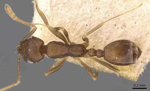 Monomorium damarense - CASENT0908736