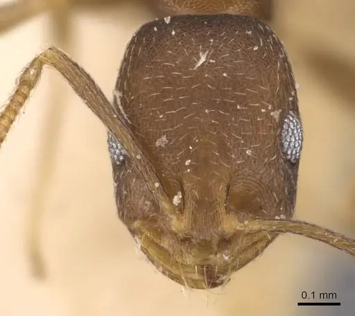 Monomorium damarense - CASENT0908736