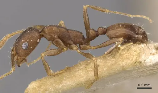 Monomorium damarense - CASENT0908736