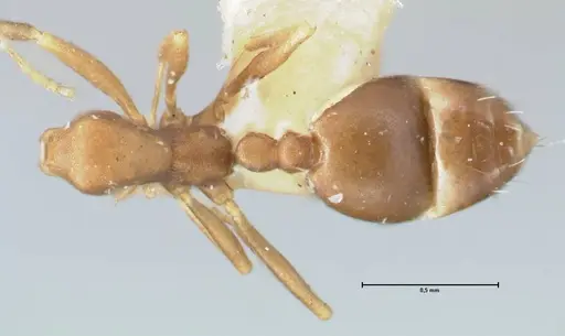 Monomorium damarense - FOCOL1734