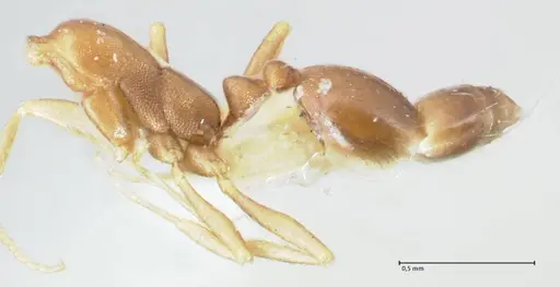 Monomorium damarense - FOCOL1734