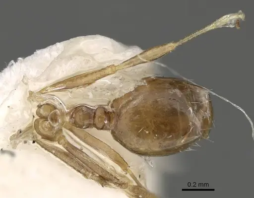 Monomorium dammame specimen