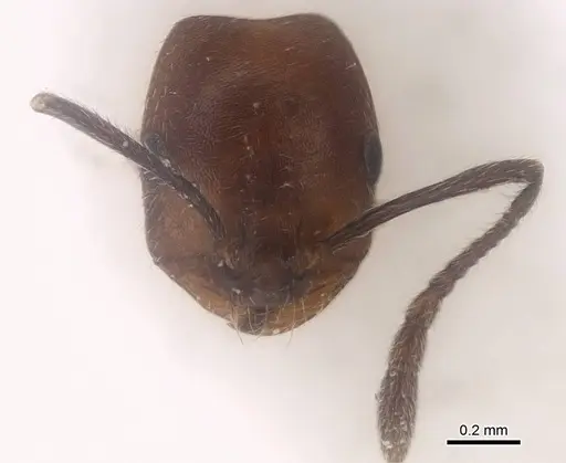 Monomorium dammame specimen
