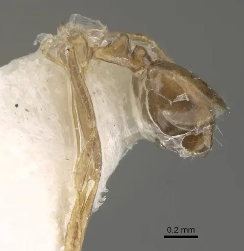 Monomorium dammame specimen