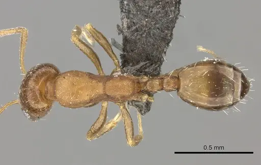 Monomorium delagoense specimen
