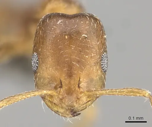 Monomorium delagoense specimen