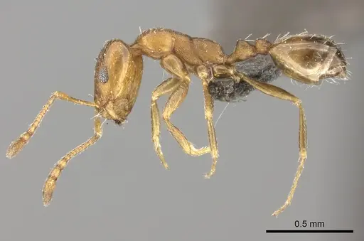 Monomorium delagoense specimen