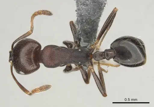 Monomorium delagoense - CASENT0252688